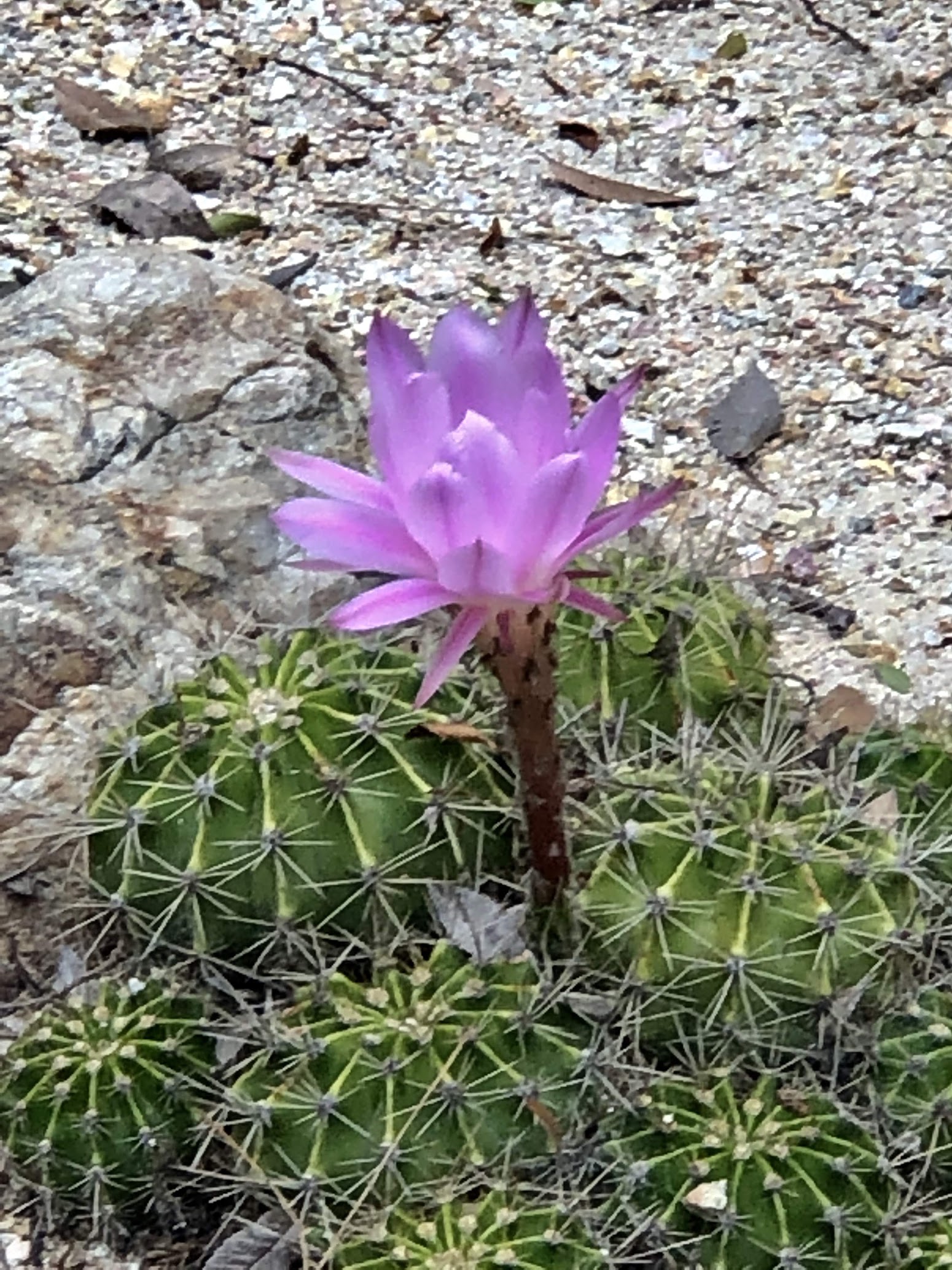 lotus cactus